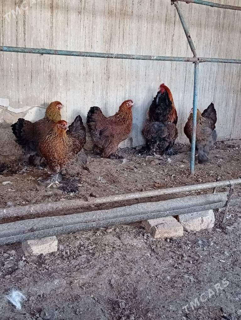 Brama - Гызыларбат - img 1