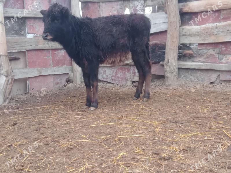 tuwe - Бахарден - img 1