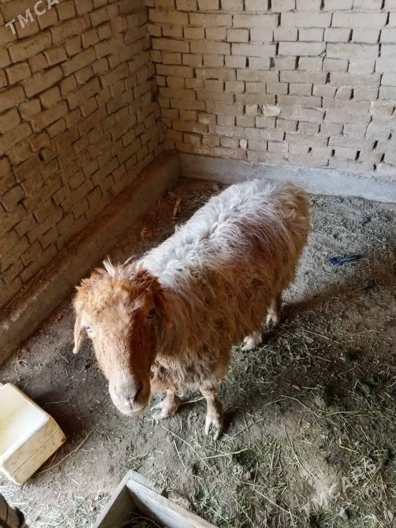 goyun - Байрамали - img 1