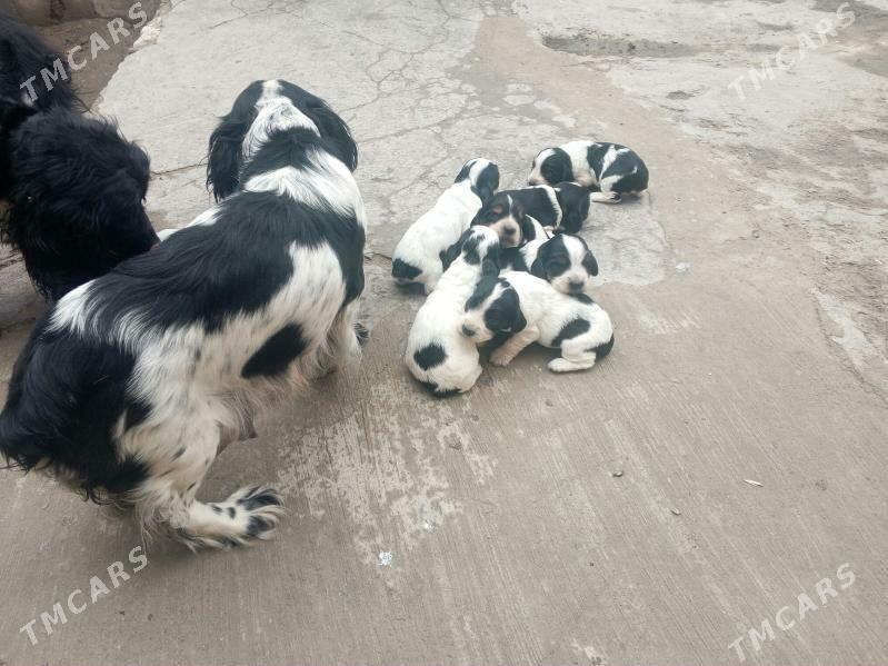 Spanel. Спаниель - Дашогуз - img 1