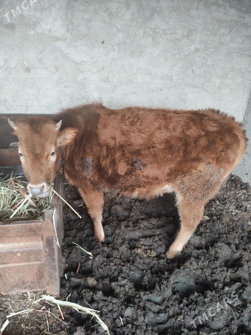 gulajyn goleler - Мары - img 1