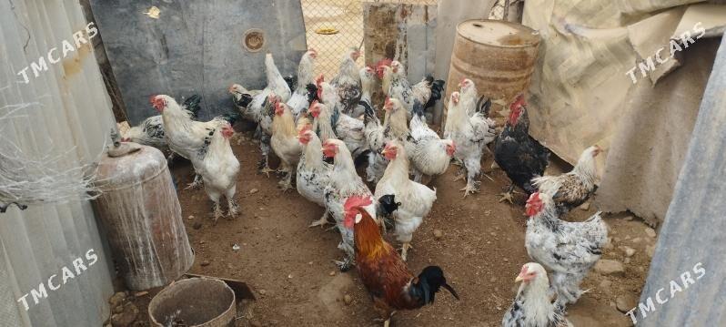 horaz - Теджен - img 1