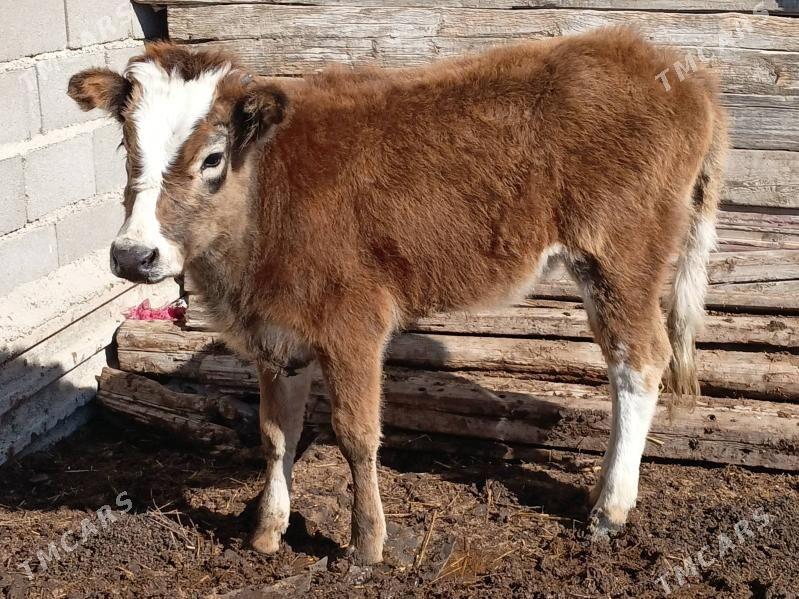 tuwe sygyr okuz - Gyzylarbat - img 1