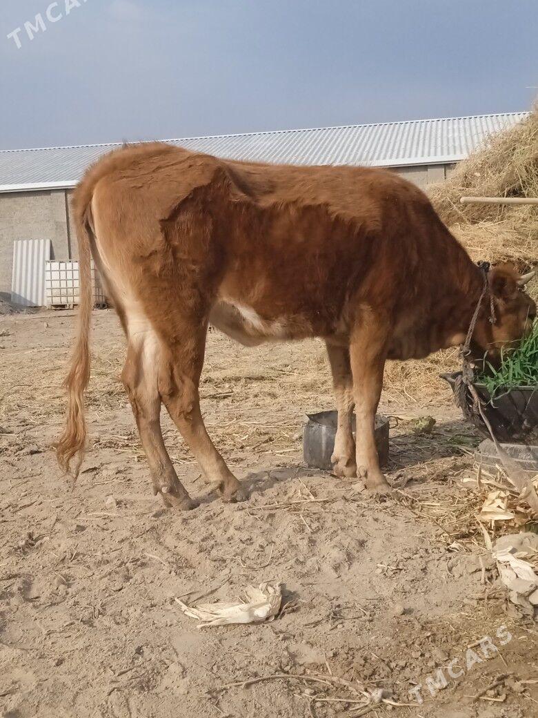 gulajyn - Каракумский этрап - img 1