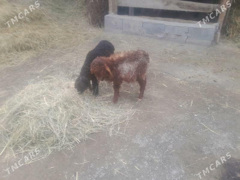 Berre cykyp gelyan - Бахарден - img 1