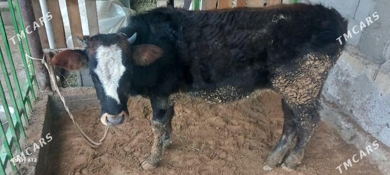 Tüwe - Гёкдепе - img 1