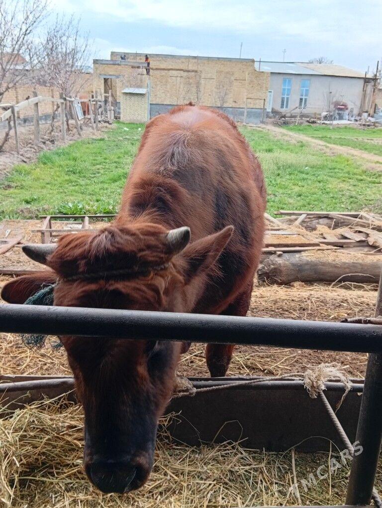 Baklyk okuz 2 yas - Çärjew - img 1