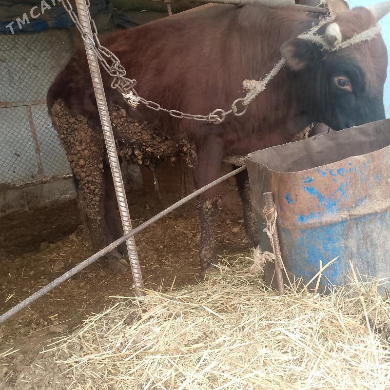 Sagdyn öküz - Çärjew - img 1