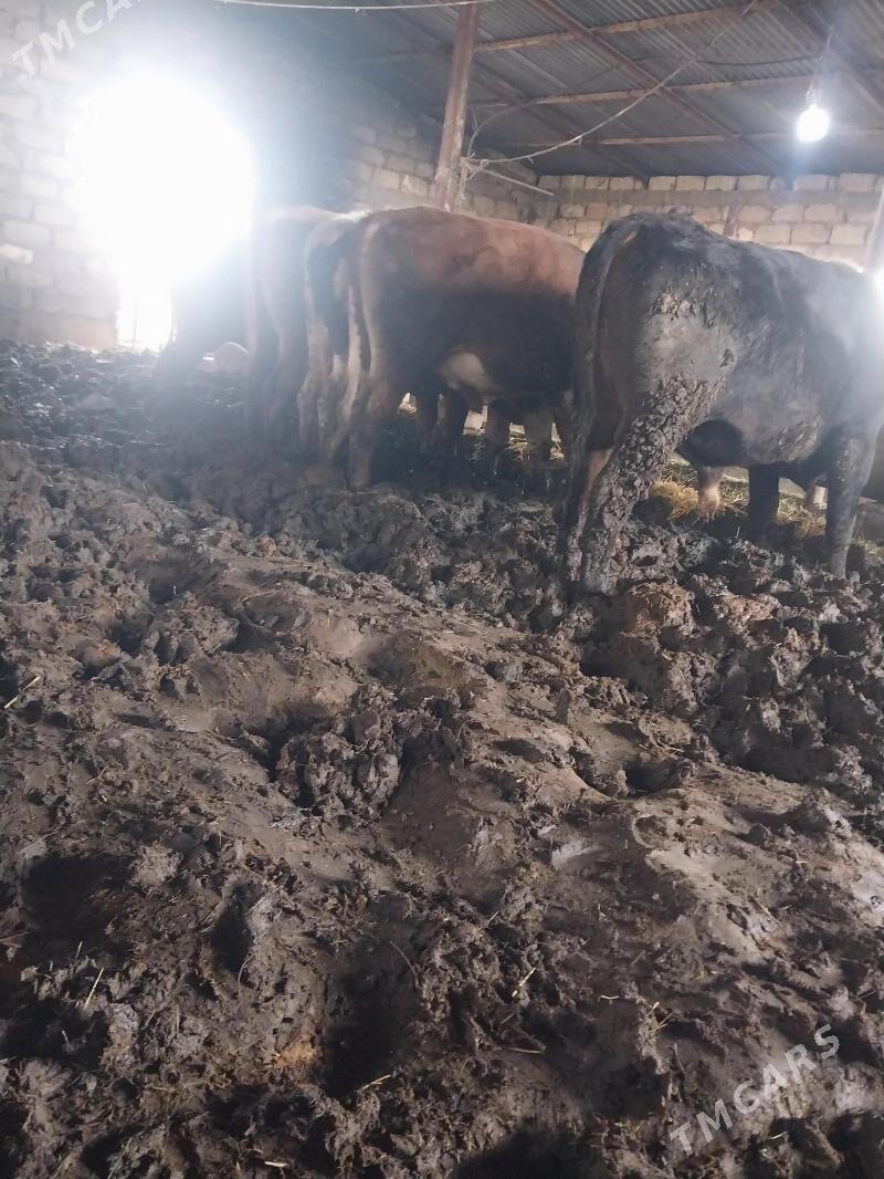 Öküz satlyk 5 sany - Гёкдепе - img 1