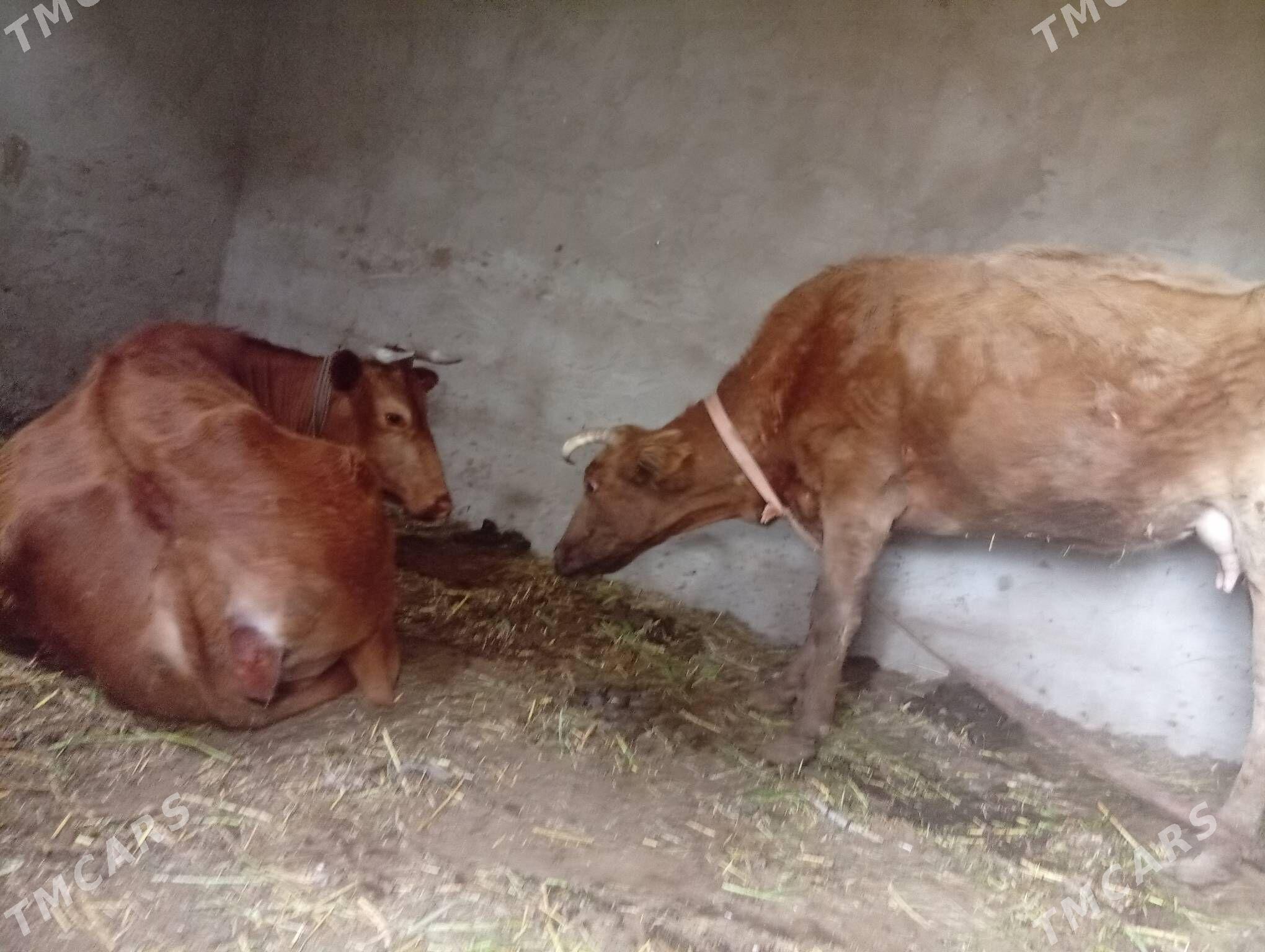 sygyr - Mary - img 1