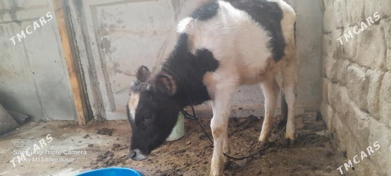 Tuwe - Гёкдепе - img 1