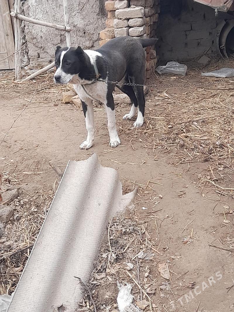 Alabay - Шабатский этрап - img 1