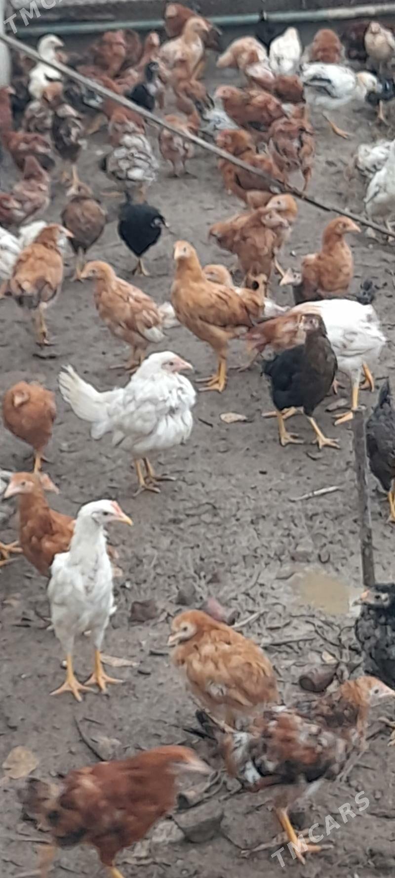 Domaşniý Jüýje - Гёкдепе - img 1