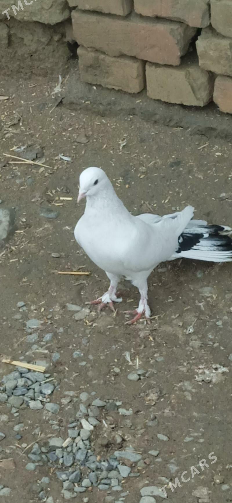 kepderi - Бахарден - img 1