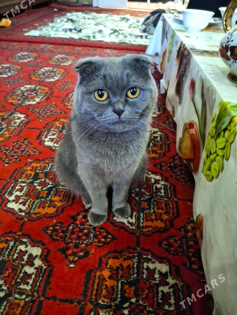 вислоухая кошка - Türkmenabat - img 1