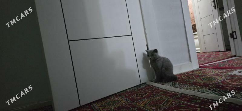 Pişik Kotik - Анев - img 1