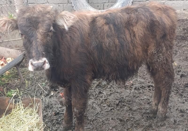 Öküzçe semental dargyl - Кака - img 1