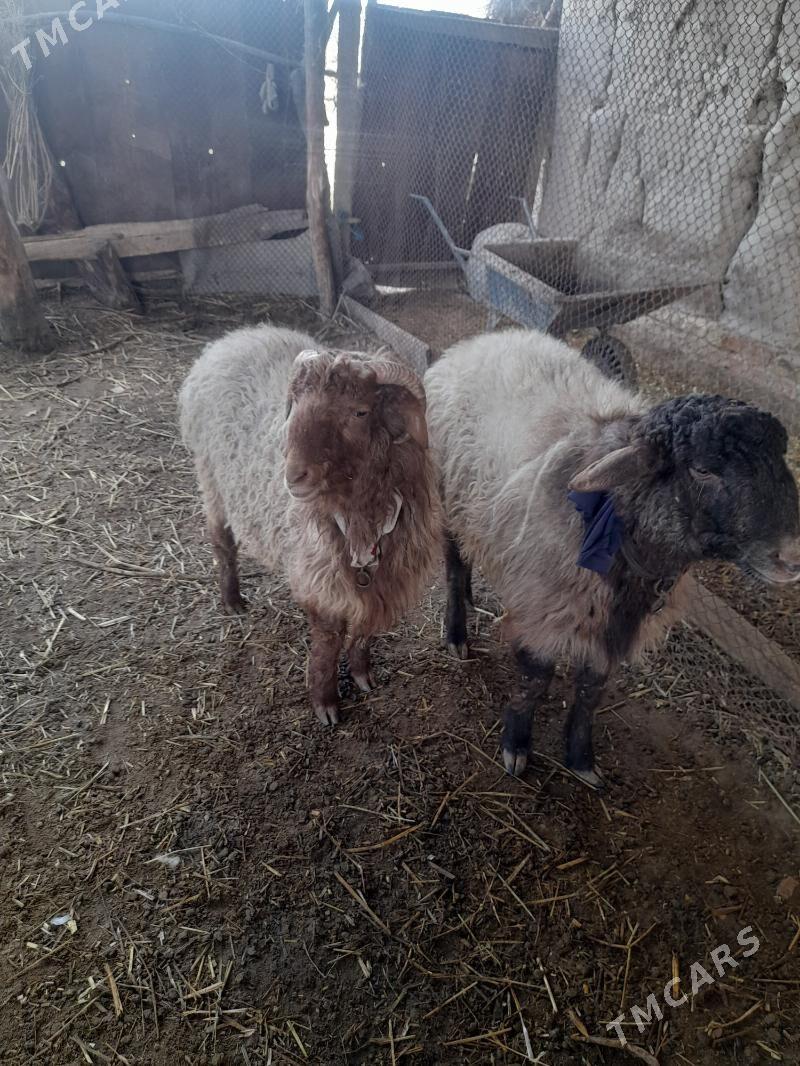 goclar - Шабатский этрап - img 1