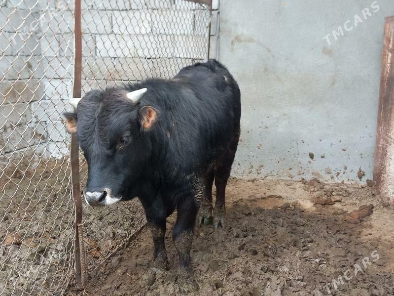 öküz - Büzmeýin - img 1