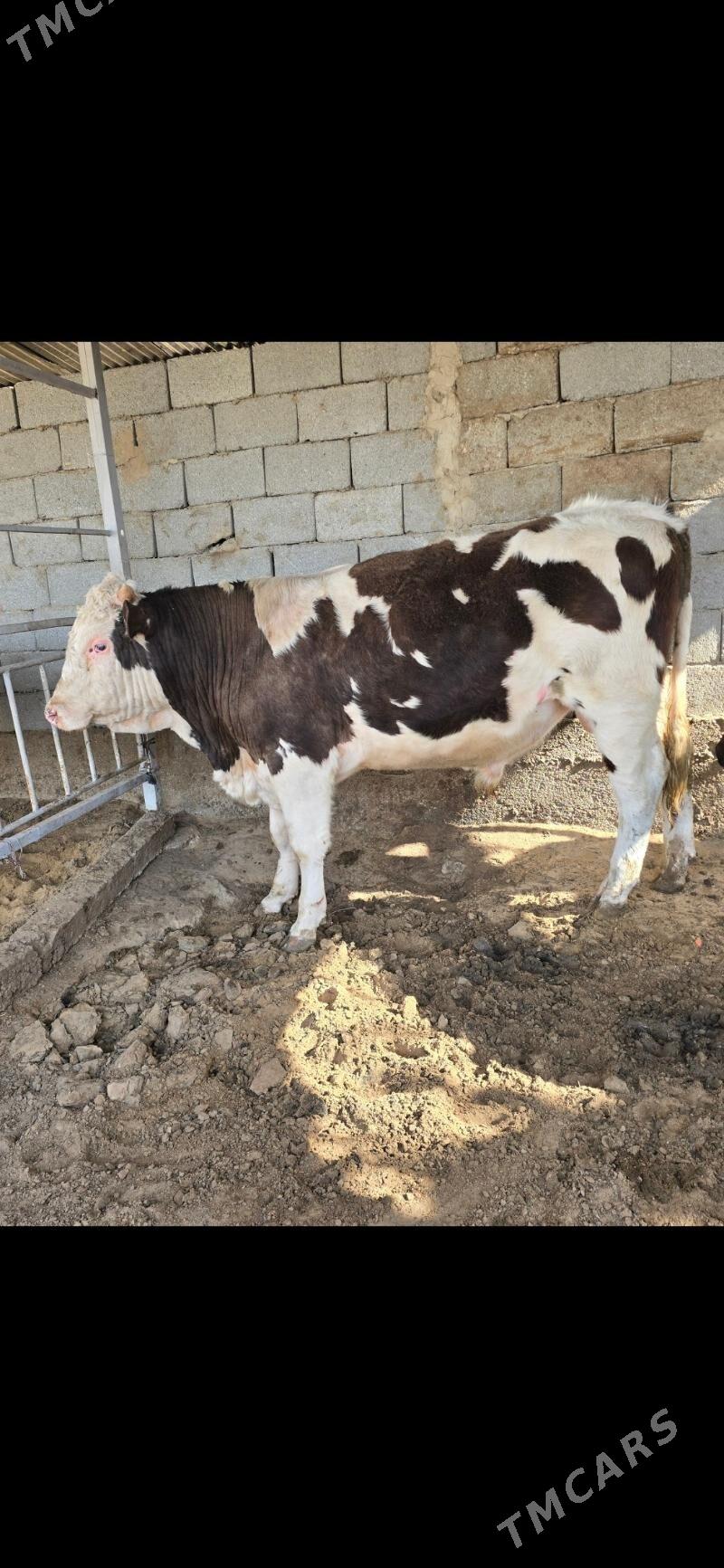 öküz - Köşi - img 1