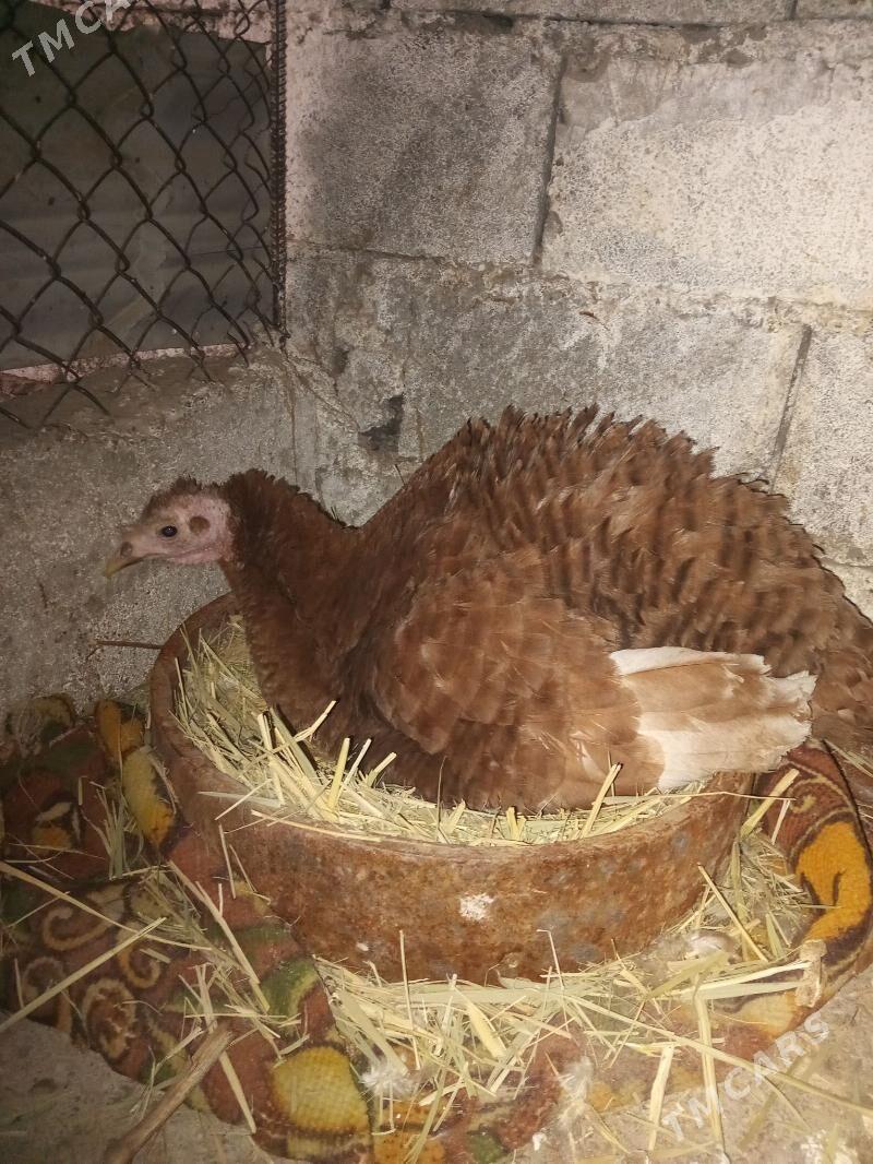 kurk induk owgan - Gökdepe - img 1