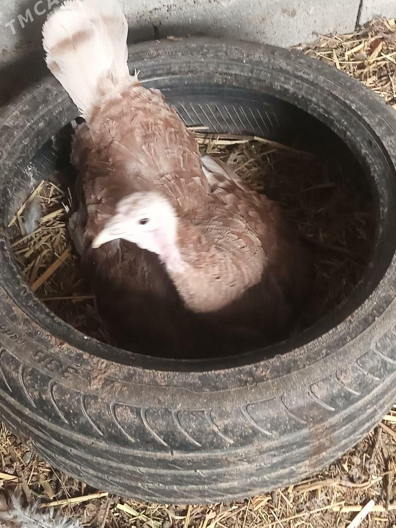 kurk induk - Gökdepe - img 1