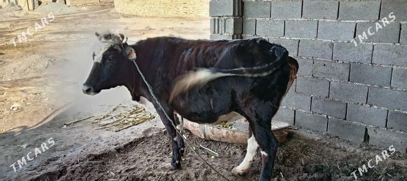 Bogaz Sygyr - Magdanly - img 1