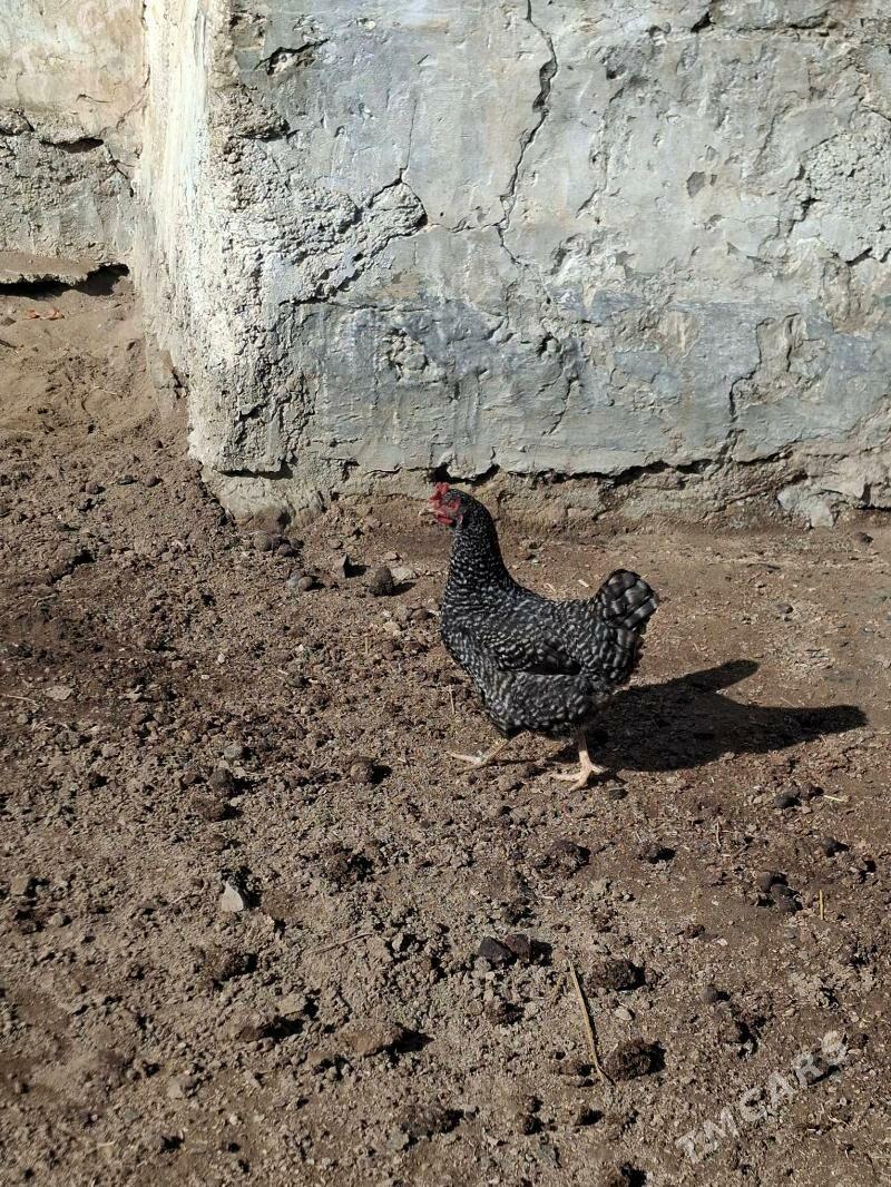 Dominant towuk - Gumdag - img 1