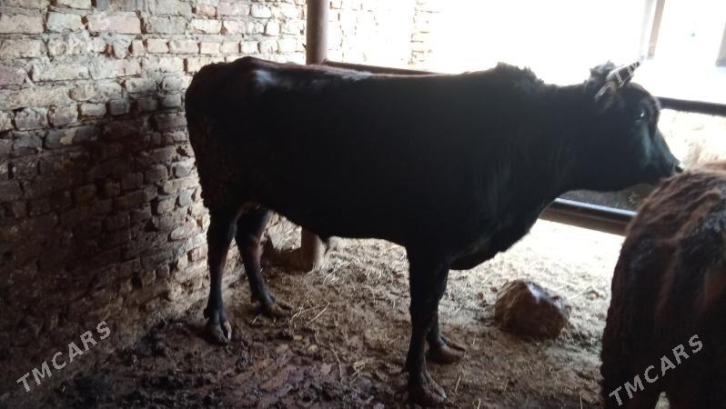 baklyk öküz - Türkmenabat - img 1