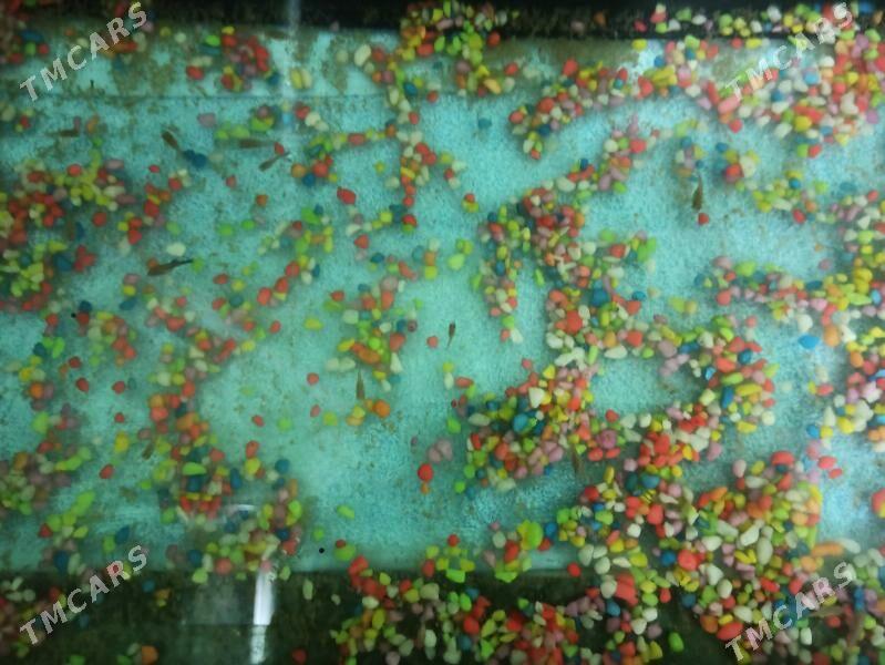 Akwarýum 45L - Чоганлы - img 1