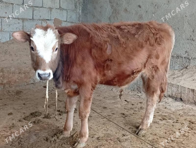 Simental öküz - Gökdepe - img 1