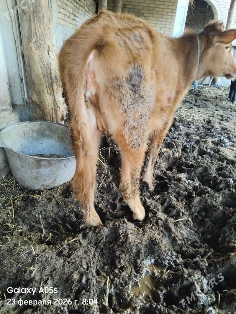 bakyly gunajyn - Сакар - img 1