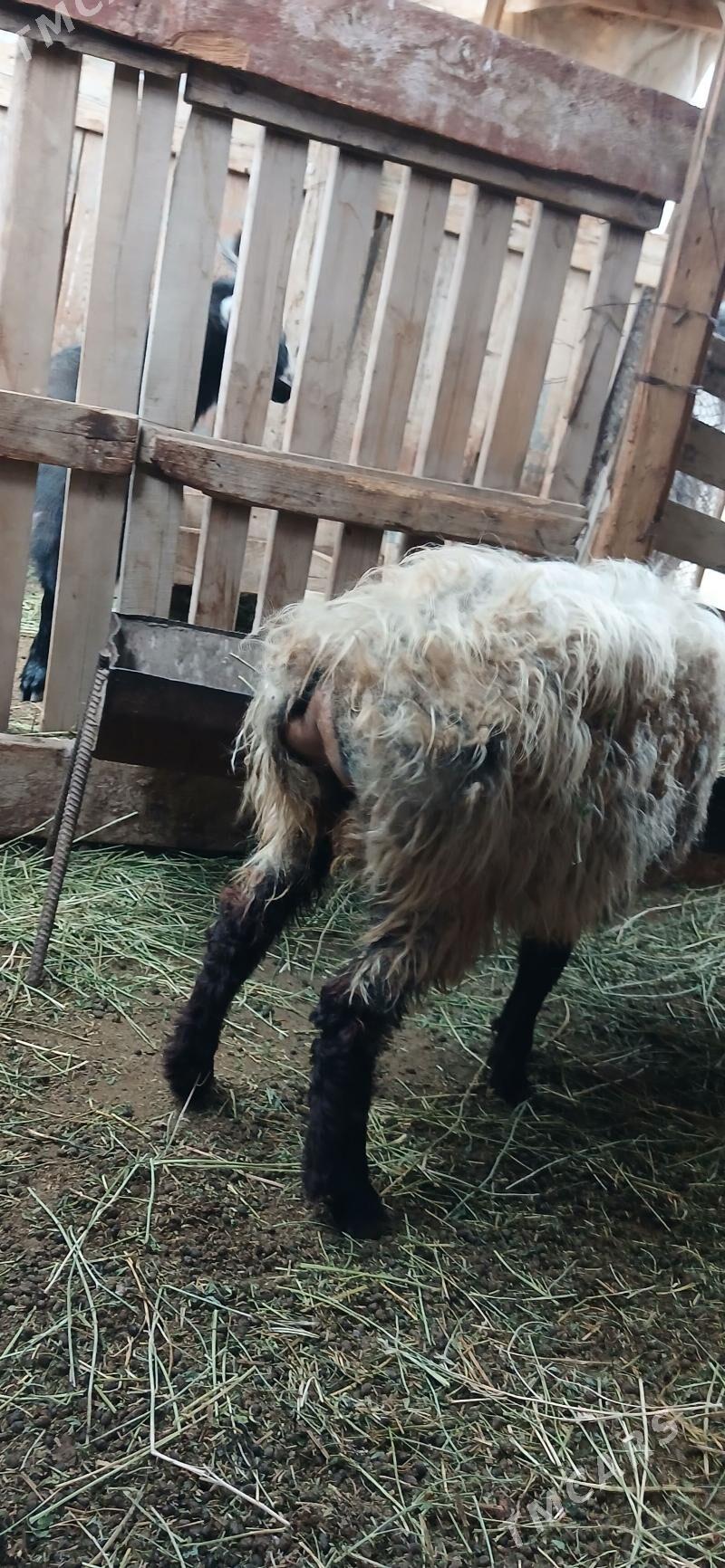 goýun - Кипджак - img 1