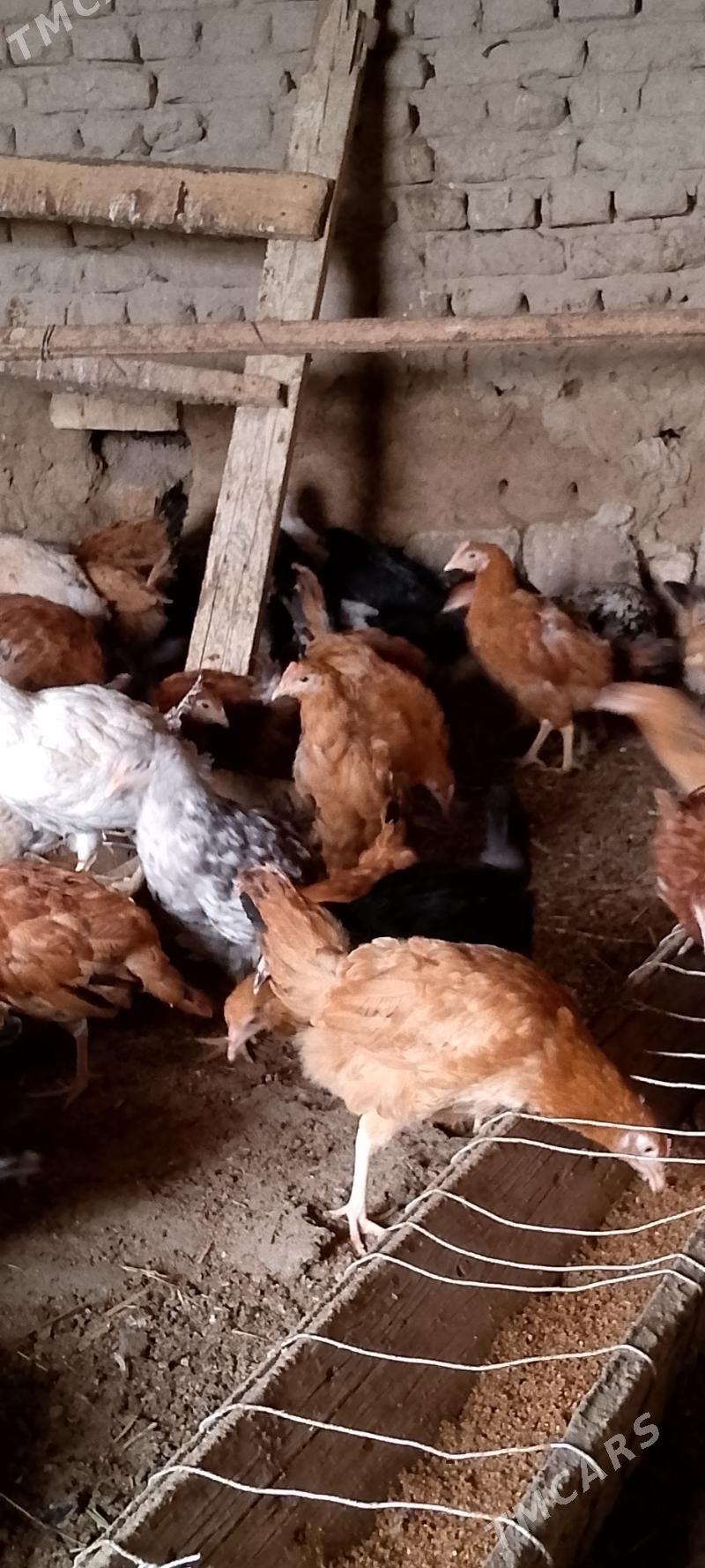 towuk juje - Sakarçäge - img 1