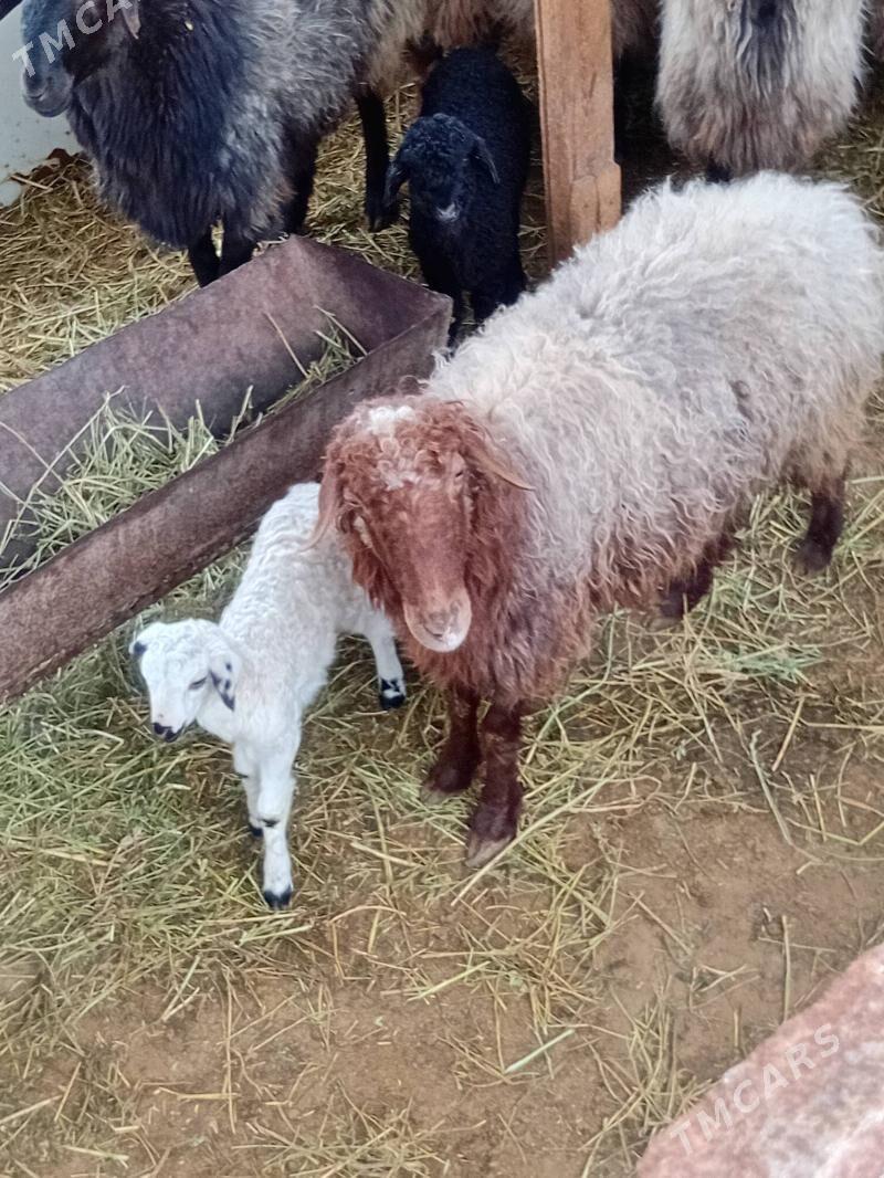 goyun goc - Ак-Бугдайский этрап - img 1