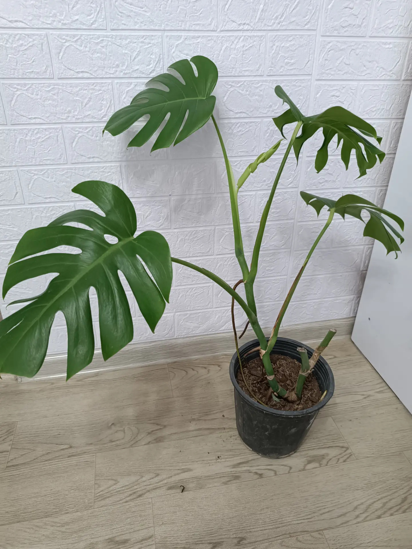 МОНСТЕРА - Ашхабад - img 1