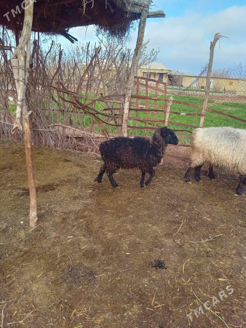 Goýun - Бабадайхан - img 1