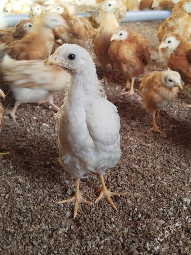 juyjeler - Гёкдепе - img 1