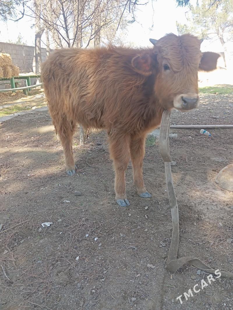 ÖKIZ .GAÇAR . - Берекет - img 1