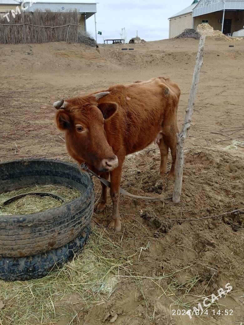 Sygyr - Сакарчага - img 1