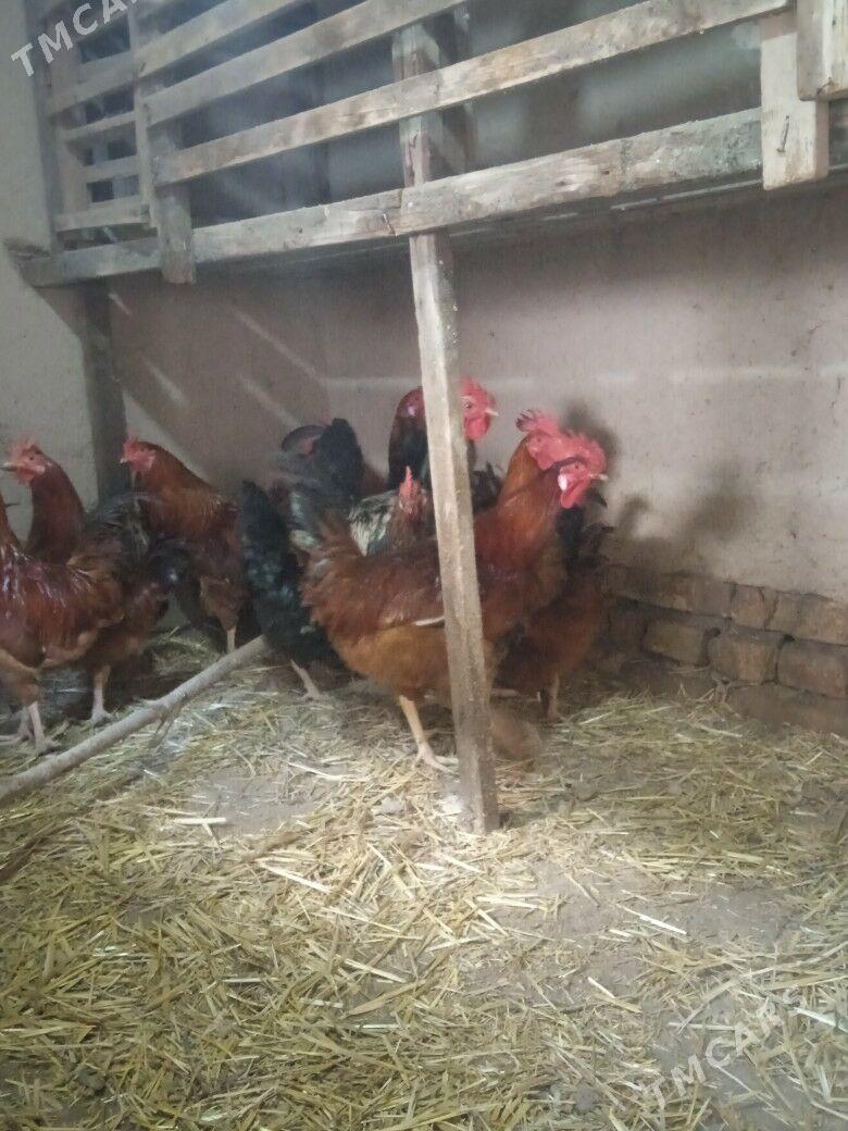 towuk - Дашогуз - img 1