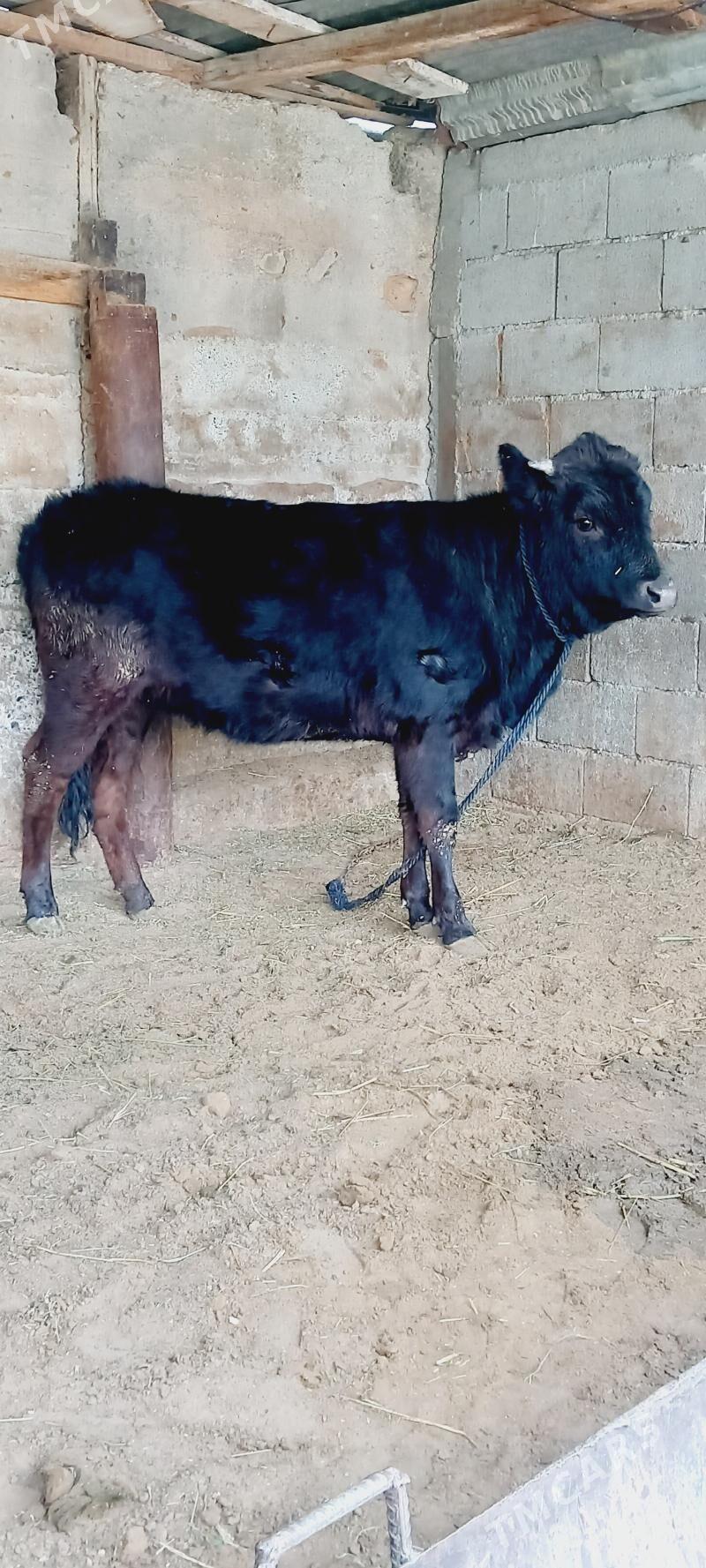 Gibirit tuwe. - Гёкдепе - img 1