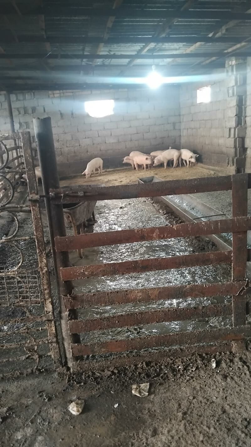 жожик - Мары - img 1