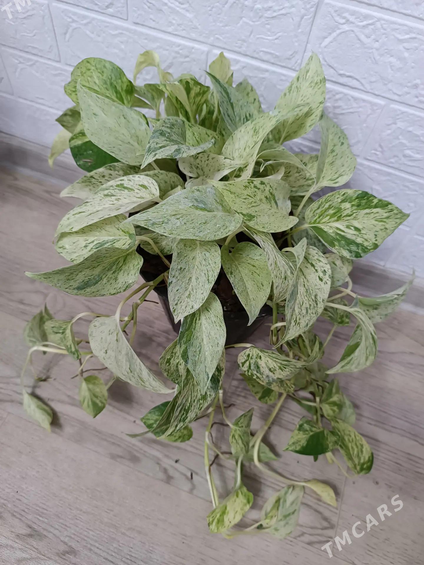 ЭПИПРЕМНУМ - Ашхабад - img 1