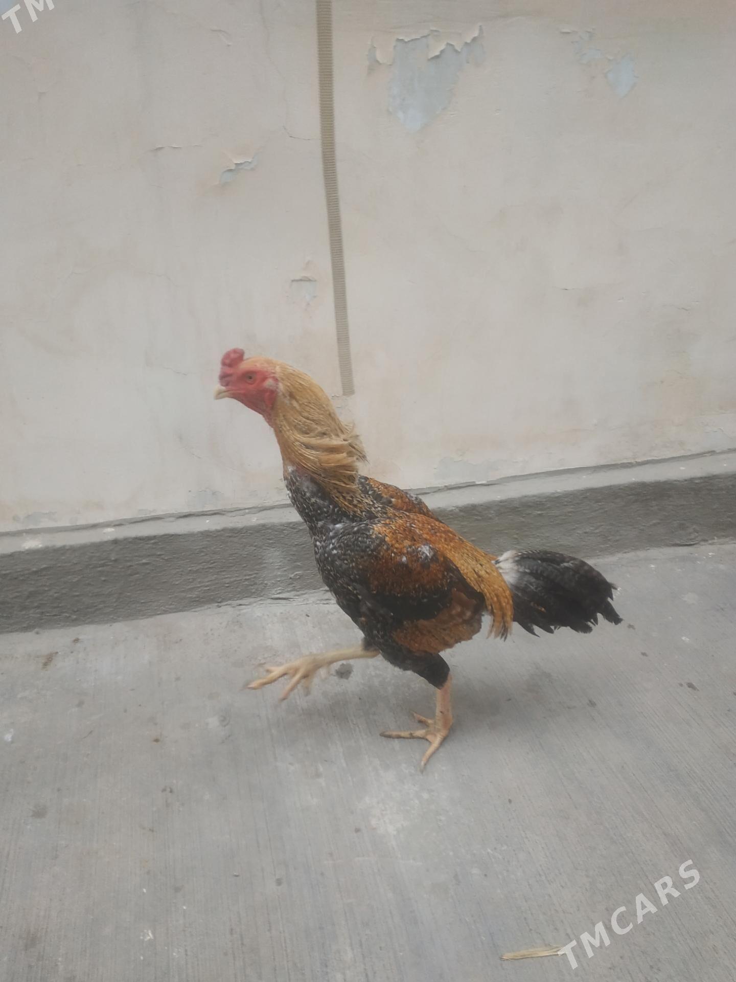 TAŞGENT HORAZ - Aşgabat - img 1