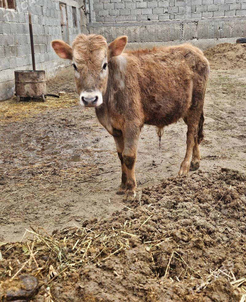 Okuz - Gökdepe - img 1