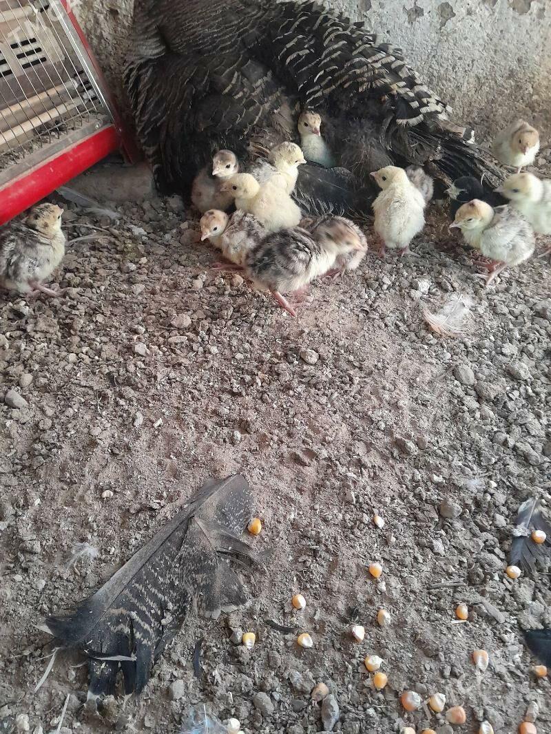 induk juje - Mary - img 1