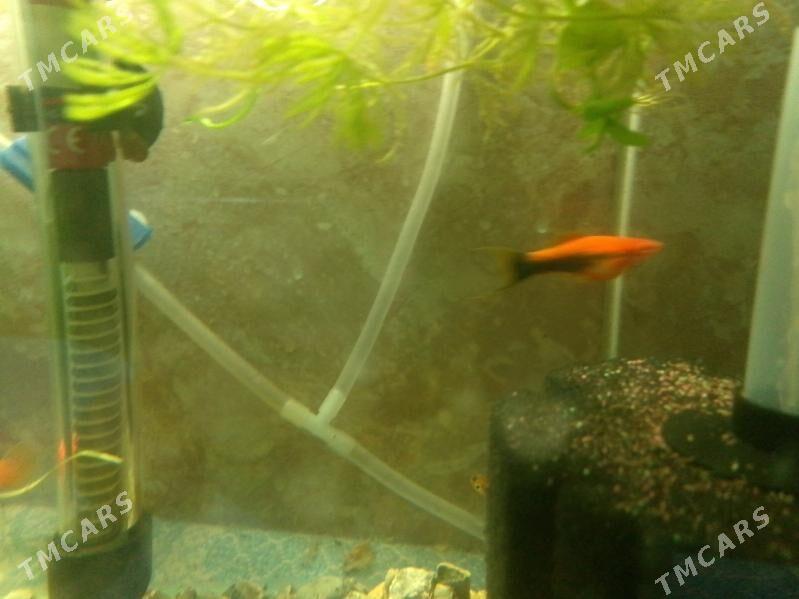 продистые меченосцы супер цена - Туркменабат - img 1