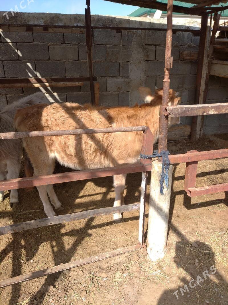 tuwe - Бузмеин - img 1