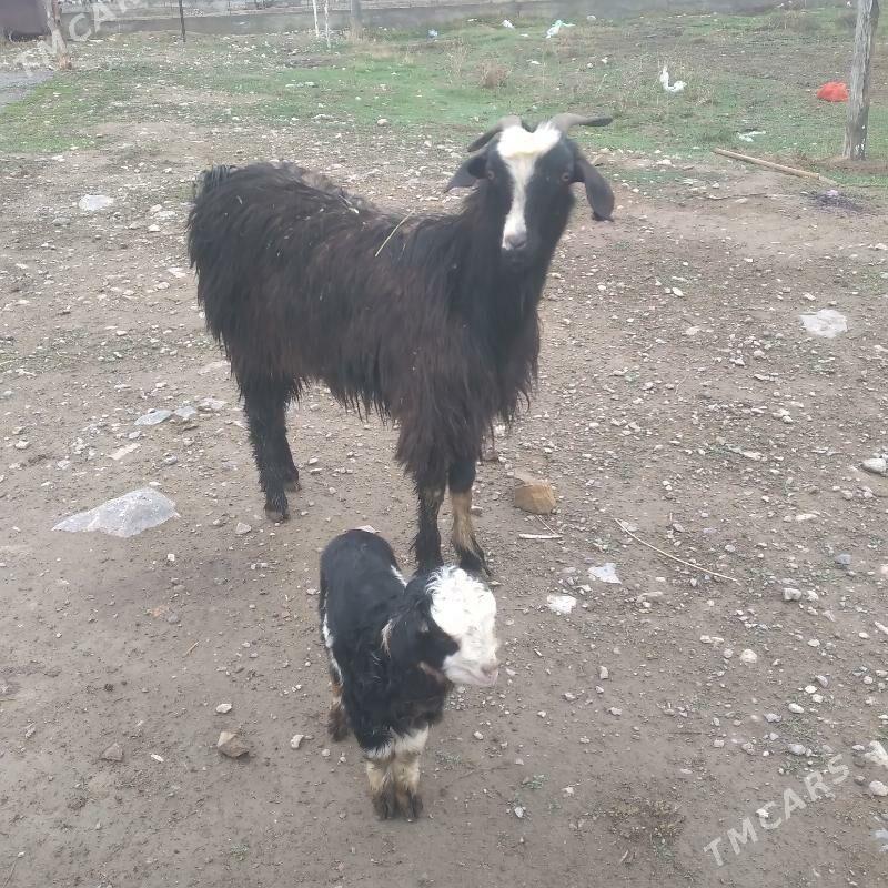 Owlakly geci - Gökdepe - img 1